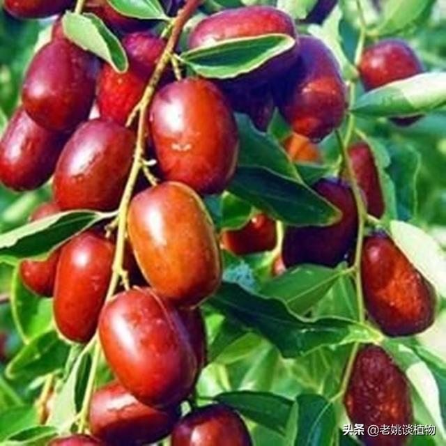 女人吃红枣还是黑枣好(图2)