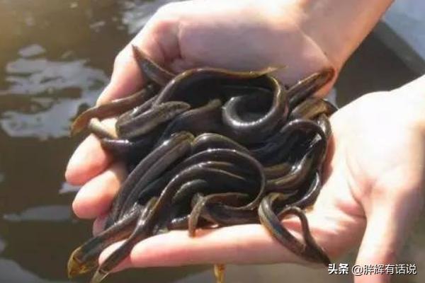 利用大水缸养泥鳅方法,第3张