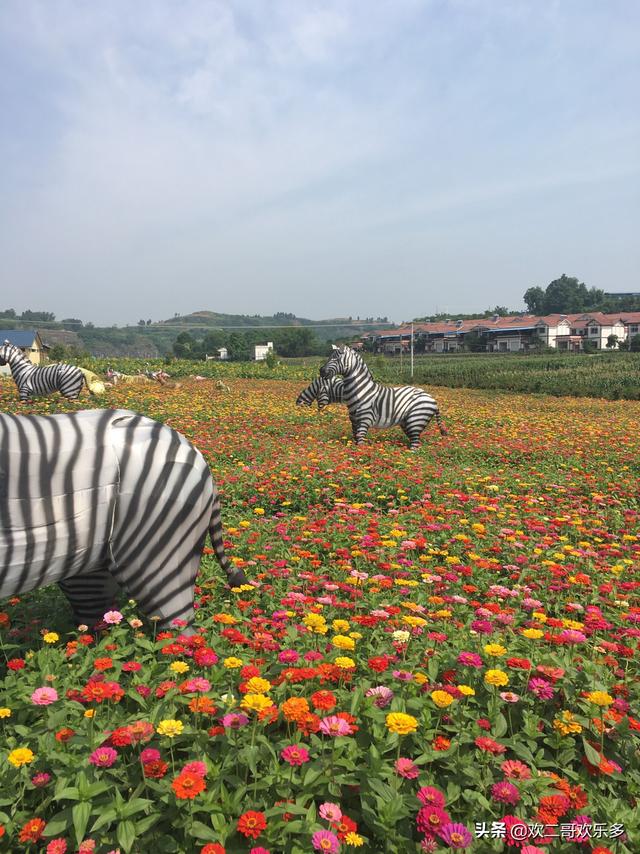 观光果园果树种植方案,观光果园果树种植方案怎么写