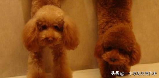 貴賓犬圖片?貴賓犬圖片大全大圖!