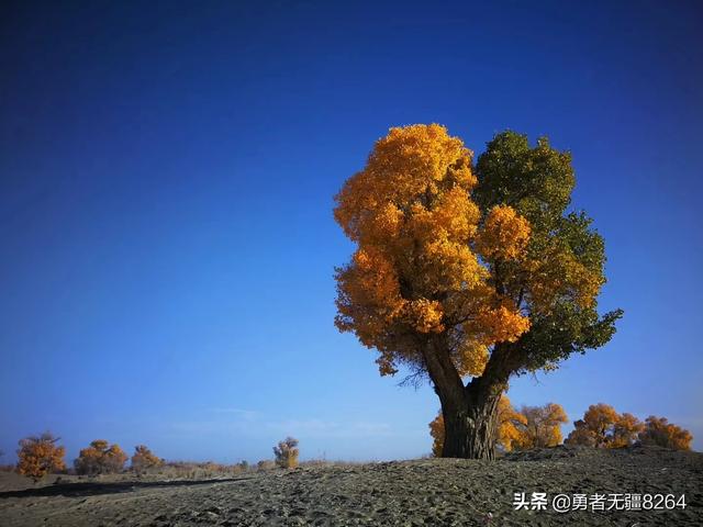 新疆北屯景点门票价格6， 新疆北屯景点门票价格6元