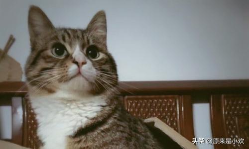 猫咪图片大全（好听个性的猫咪宠物名字大全？）