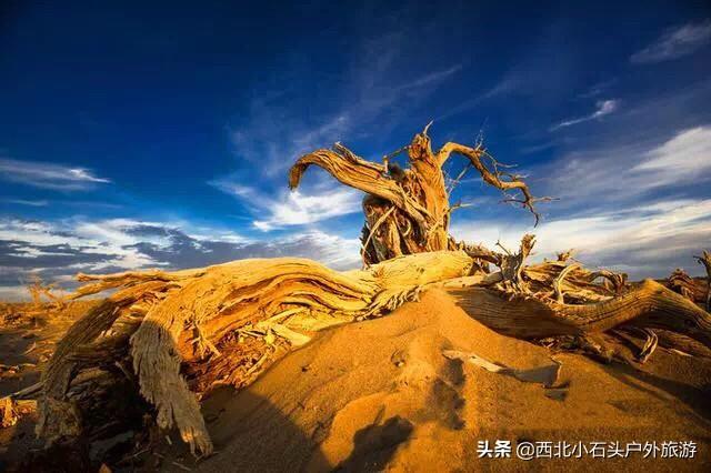 云南小蘑菇开始玩雪了云南小蘑菇开始玩雪了的图片