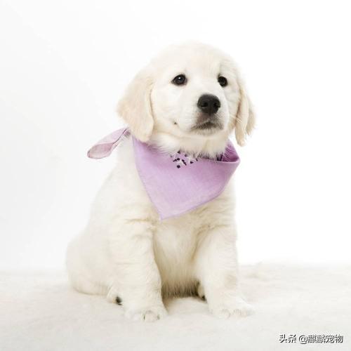 刚生出来的狗宝宝可不可以立即抱走,第1张