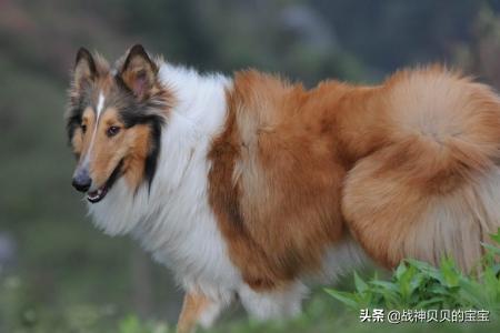 苏牧犬的基本知识