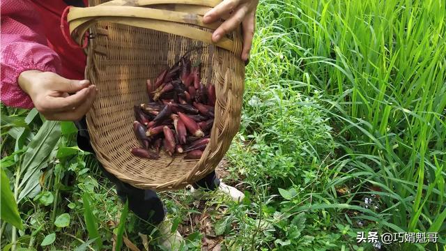 高楼蔬菜合作社，蔬菜基地合作社