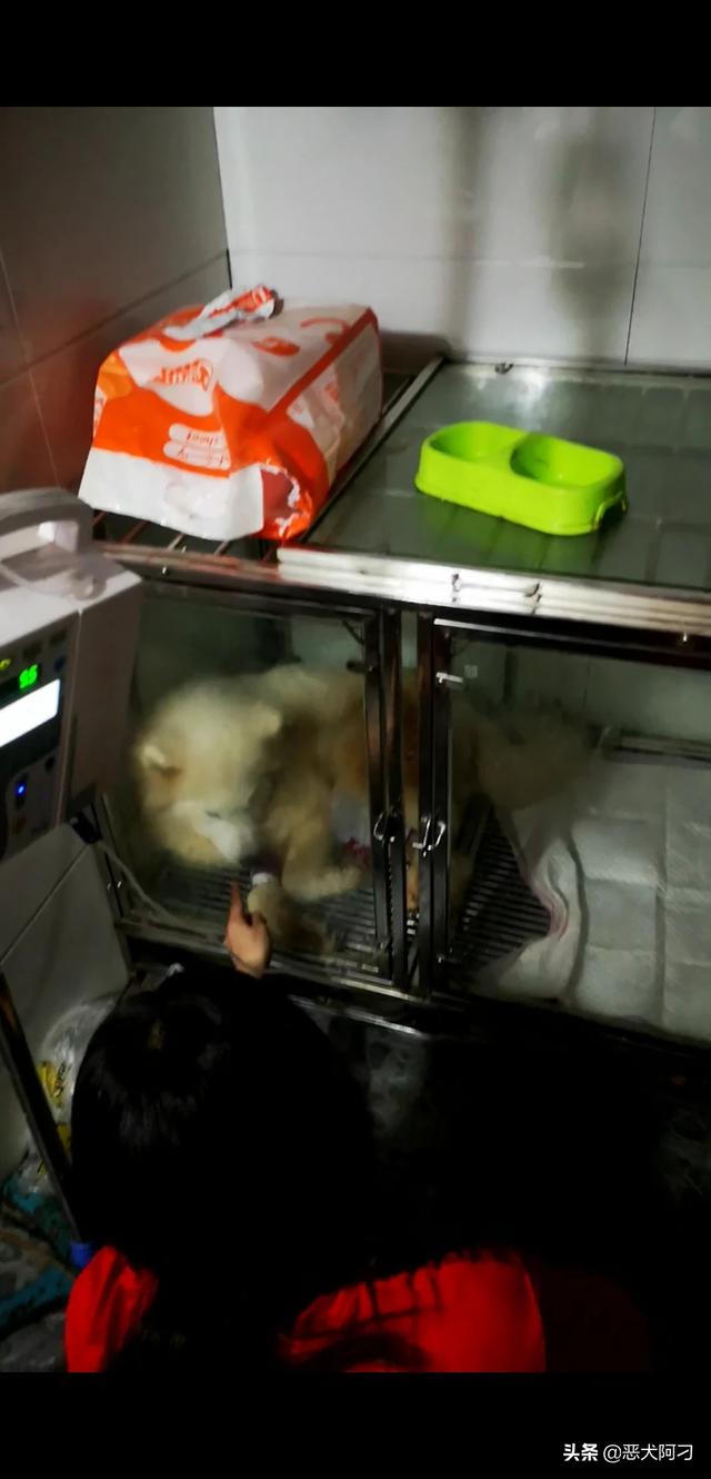 寵物生病?寵物生病去獸醫站還是去寵物醫院!