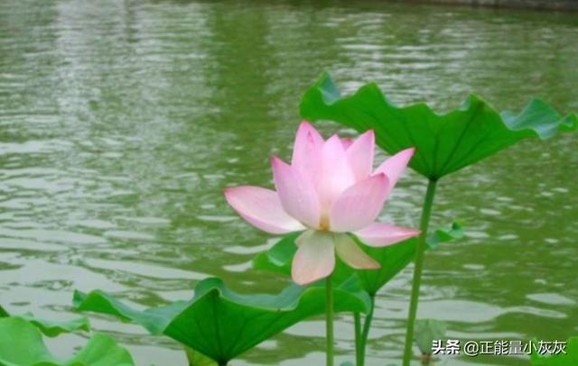 濯清涟而不妖_濯清涟而不妖上一句