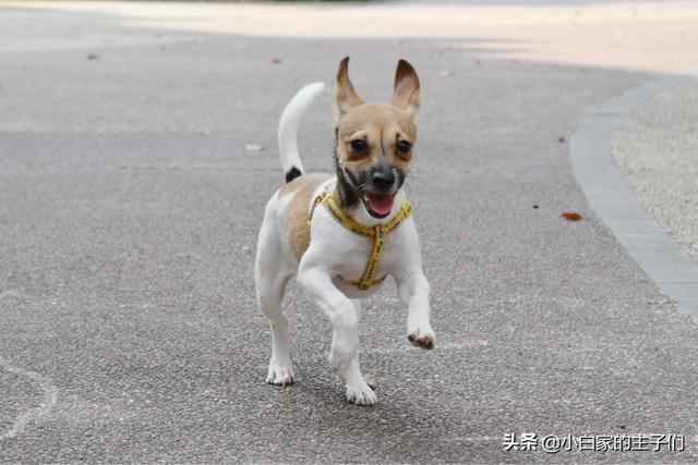 狗狗整天想出去玩怎么办