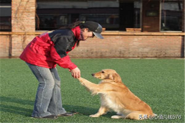 怎么教狗狗学握手,第3张