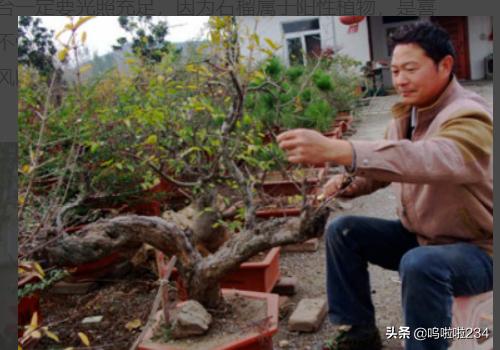 果园怎样种植石榴树,果园怎样种植石榴树视频