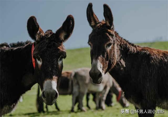 今日猪价梧州-梧州今日猪价最新