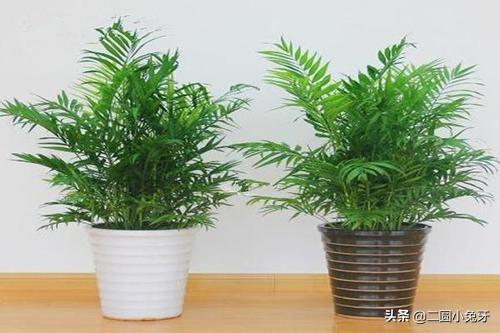 自己怎么修剪夏威夷竹子呢
