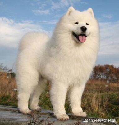 2个月的萨摩太瘦了，怎么办,第3张