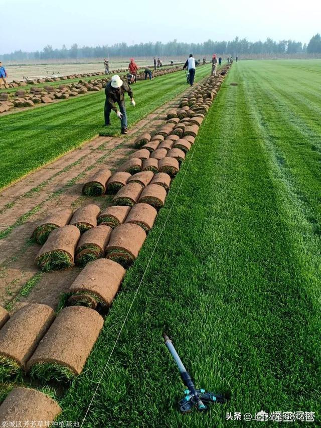 种植草皮应该怎么施肥-种植草皮应该怎么施肥呢