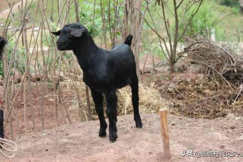 山东省大发饲料有限公司-山东省大发饲料有限公司大概每年需要玉米多少吨