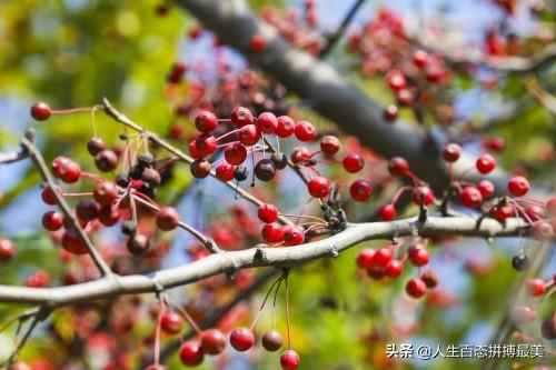 相思豆怎么种?相思豆怎么种植方法!