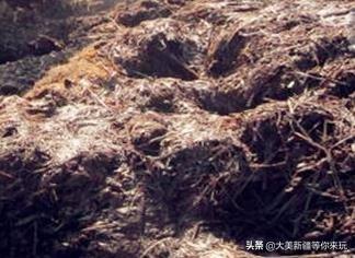 土壤不够肥沃怎么改善(图26)