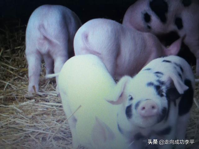 今天南阳猪价-今天南阳猪价多高