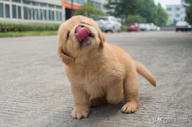 两个月大的金毛怎么喂食？狗粮一次喂多少粒,第2张