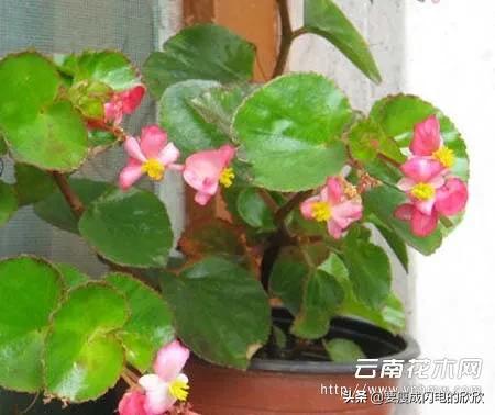 海棠花图片大图（海棠花图片绘画）