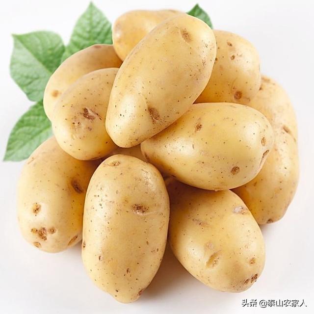 什么地方生产的土豆最好吃？