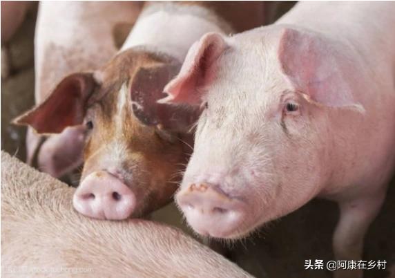 河南合作养殖怎么样