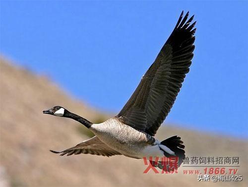 黑龙江省绥化市明水县今天的天猪价-黑龙江省绥化市明水县今天的天猪价是多少