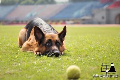 我想养只大型犬，请问什么犬又听话又有灵性还护主