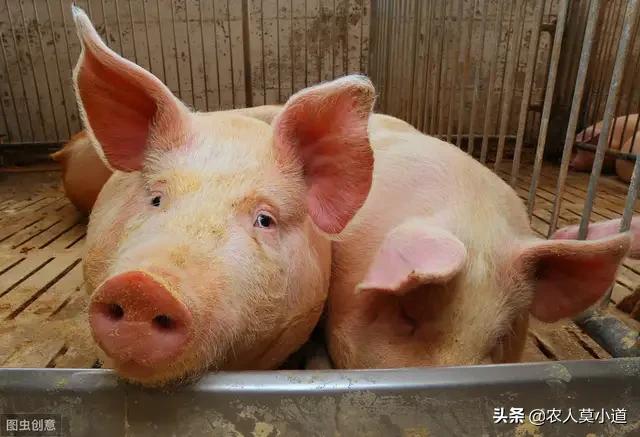 猪改变饲料有影响吗-猪改变饲料有影响吗知乎