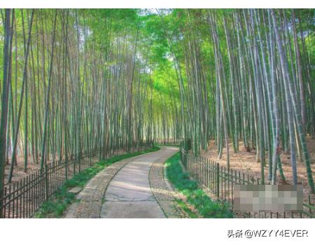 风景竹栽在庭院哪里比较好？：庭院景观设计竹子运用