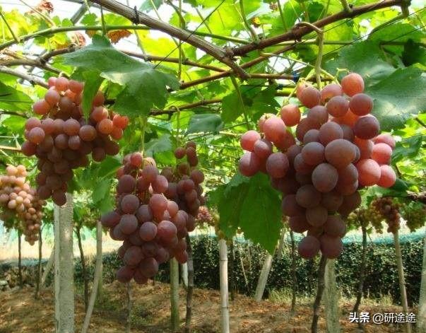 梅州搭建网站教程
