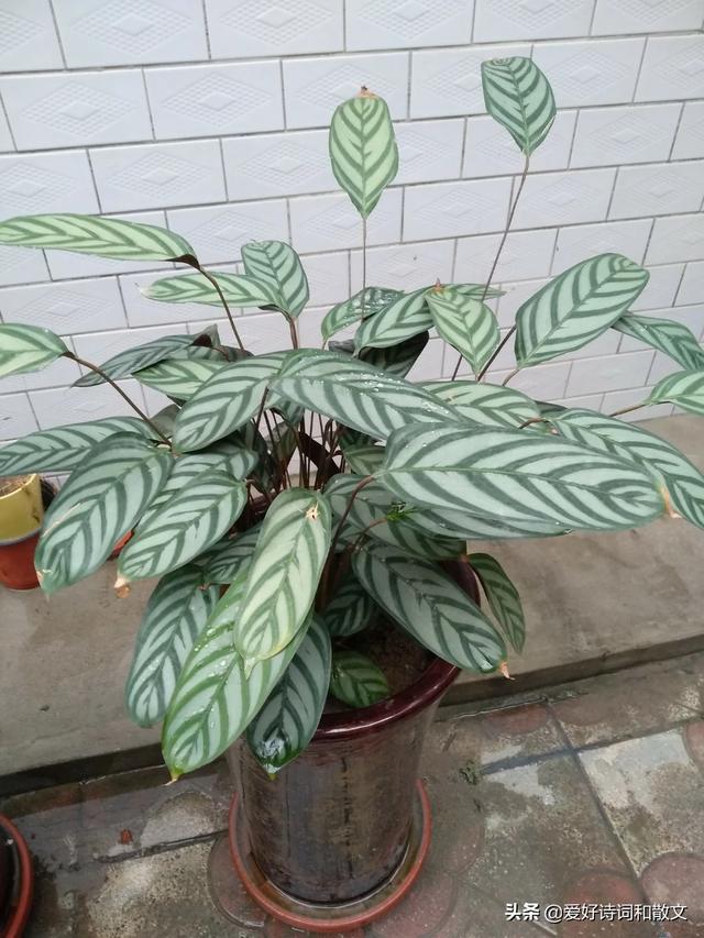 女人的微信名什么最好(图17)