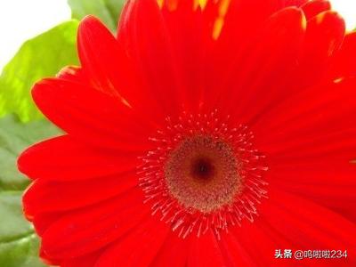 净化室内空气的植物-净化室内空气的植物排名