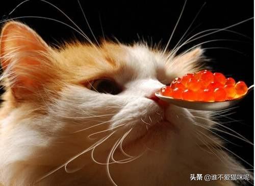 猫鼻支怎么预防,第3张