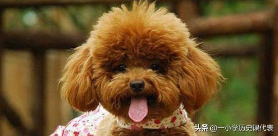 貴賓犬圖片?貴賓犬圖片大全大圖!