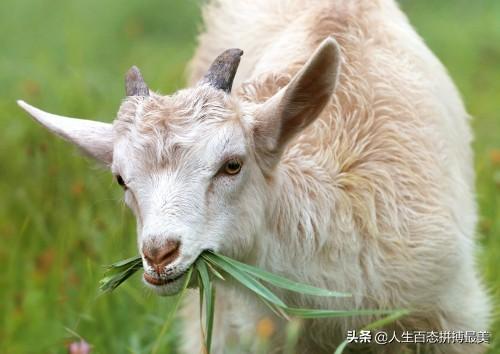 山区适合养殖什么成本低利润高的 山区农村养殖养什么好？