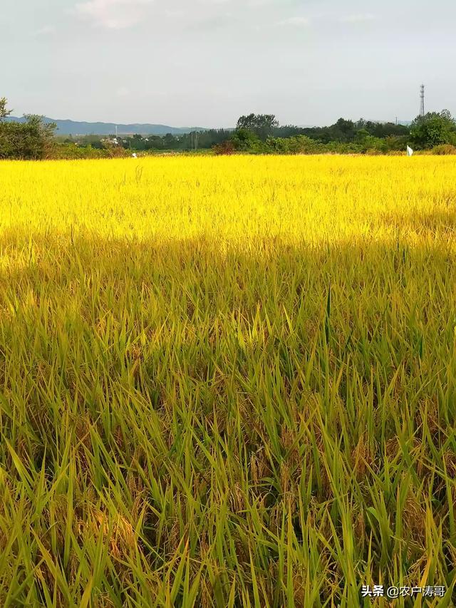 大安粮食价格表查询最新，大安粮食价格表查询最新消息