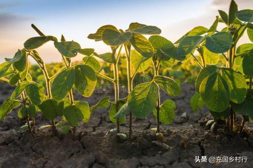 豆子的种植方法，豆子的种植方法步骤