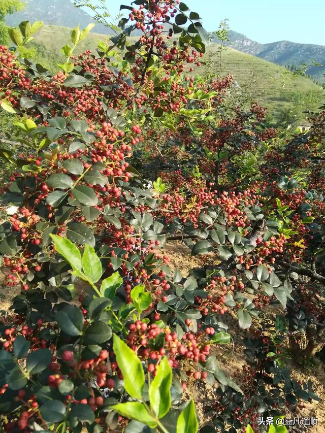 重庆烘烤花椒的地方（重庆为什么炒菜放花椒？）