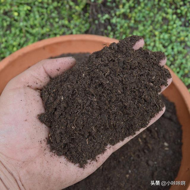 海外生活种菜，海外生活种菜赚钱吗