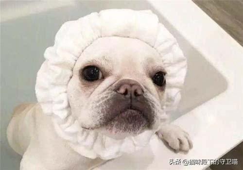 法斗犬掉毛是什么原因,第5张