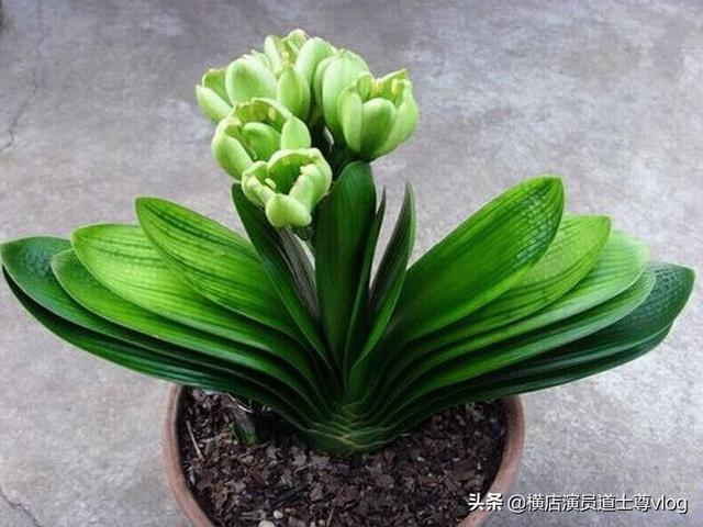 楼顶花园可以种植桂花吗,楼顶花园可以种植桂花吗视频