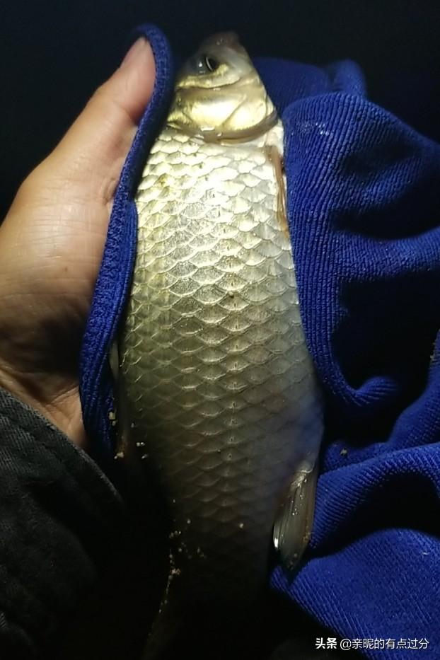 钓鲫鱼鱼钩如何搭配好看(图25)