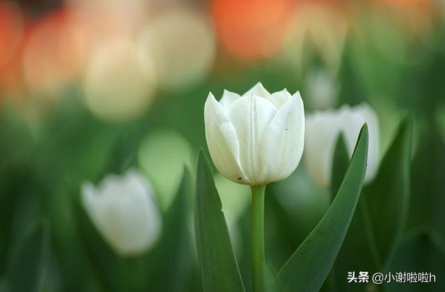 郁金香花语和寓意-郁金香花语和寓意诗句