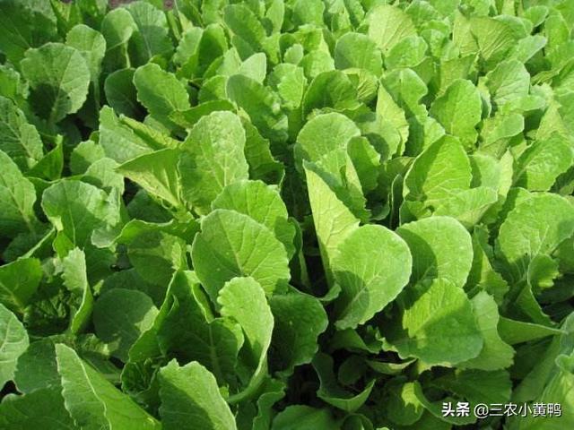 阳台小白菜种植方法,阳台小白菜种植方法全过程