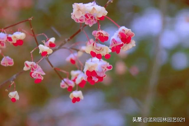 果园农场app开发