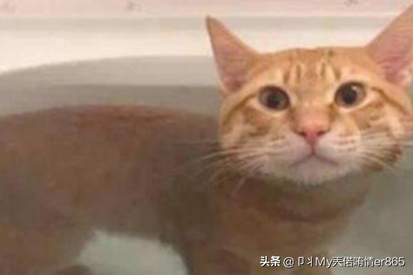 猫咪洗澡可以用人类的洗发水、沐浴乳吗,第10张