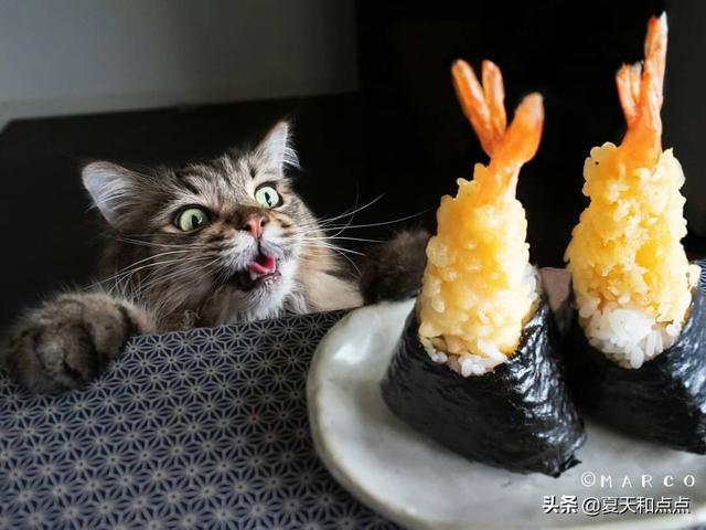 猫不听话该不该扔,第2张