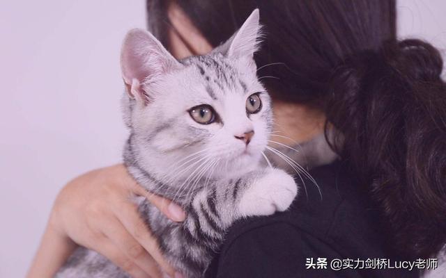 猫为什么不让抱，如何改变它的这个习惯